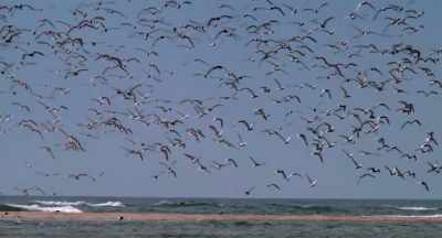 Looking at influenza
primarily in wild birds. - After the Bite
