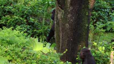 Looking for Miss Kashata and Grace.
Where are they hiding out today? - Magic of Disney's Animal Kingdom