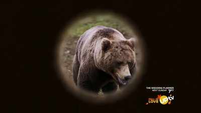 Looks like a
three year old bear. - Romance in the Wilds