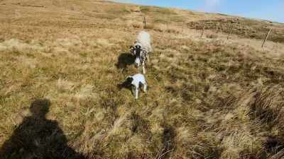 Looks like it's been born
quite a long time ago. - Our Yorkshire Farm