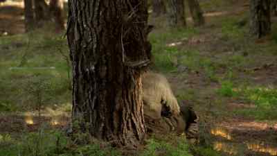 Looks like someone stopped
for a nap. - Legend of the Seeker