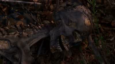 LOOKS LIKE THE HEAD IS BUSTED OPEN. - Criminal Minds