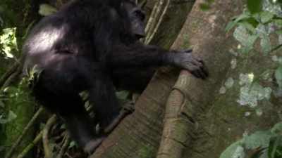 Loose branch there if anyone's
taking down decora‐‐ - When Nature Calls with Helen Mirren