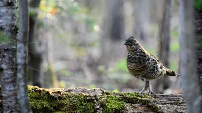 Loose branch there if anyone's
taking down decora‐‐ - When Nature Calls with Helen Mirren
