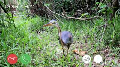 Loose branch there if anyone's
taking down decora‐‐ - When Nature Calls with Helen Mirren
