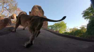 LORI: You'll see that on and off
throughout the day, - Magic of Disney's Animal Kingdom