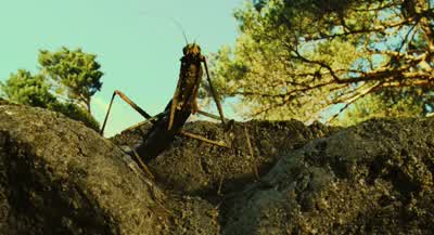 Los guerrilleros se meten en los bosques... - Pan's Labyrinth