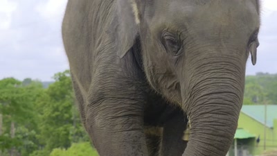Losing a child... the pain is incomparable. - The Elephant Whisperers