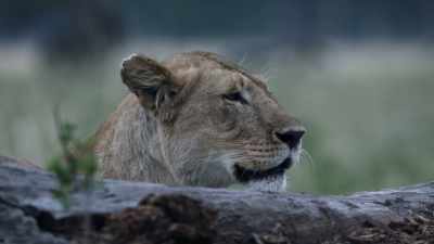 Lost and alone, his only hope - Dynasties