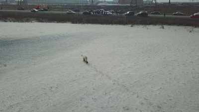 Lost and starving, - Frozen Planet II