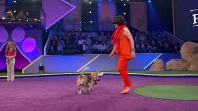Lou Lou has those short legs - 2022 American Rescue Dog Show
