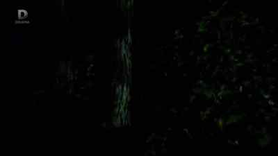 (LOUD SCREAM) - The Brokenwood Mysteries