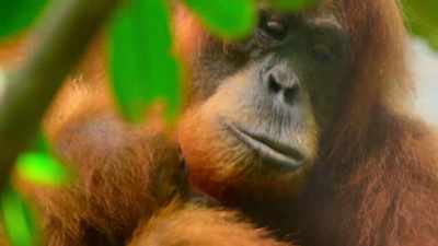 Louis and Eden's generation
could be the last wild orangutan. - Our Planet