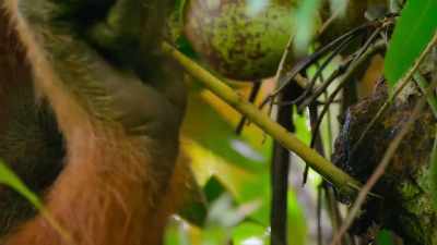 Louis' mother, Lisa, has learned
how to make tools from sticks, - Our Planet