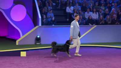Love, she's a Husky Labradoodle - 2022 American Rescue Dog Show