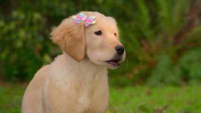 Love the highlights by the way. Super posh. - Phantom Pups