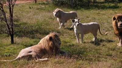 (low growling) - A Safari Romance