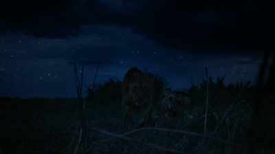 LOW GROWLING - Serengeti