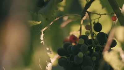 Low in tannins and
quick to ferment, - Stanley Tucci: Searching for Italy