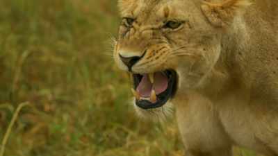 LOW ROAR - Serengeti