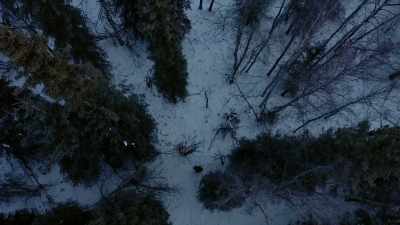 Low snow and below zero
actually kills off animals. - Life Below Zero: Next Generation