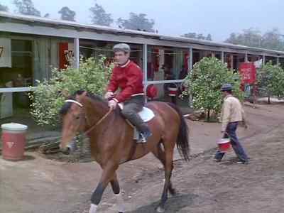 -lsn't he beautiful?
-He certainly is. - The Story of Seabiscuit