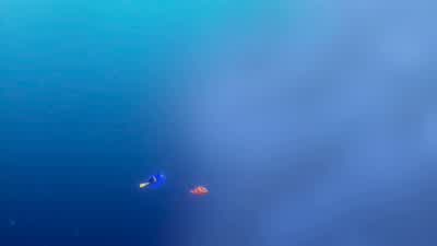 Just keep swimming Dory... - Finding Nemo