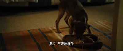 LUCAS: Stop. - A Dog's Way Home