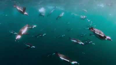 Luckily, jackass penguins
are highly effective hunters... - The Year Earth Changed