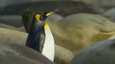 Luckily, penguin is not on their menu. - Our Planet