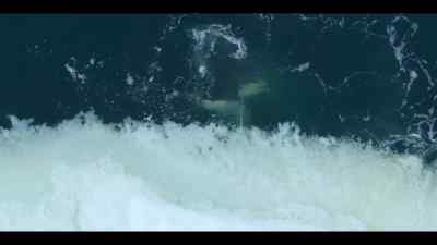 Luckily, the sharp edges of the ice - Our Oceans