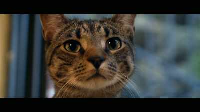 Lucky, first and foremost,
has become his family. - Cat Daddies