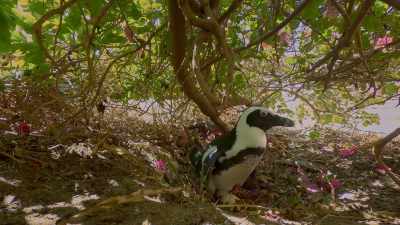 Lucky for Mrs. Bougainvillea... - Penguin Town
