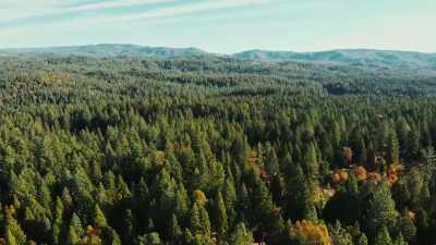 LUCY: And it's not just
the forests - Bring Your Own Brigade