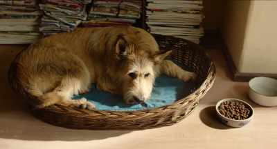 Ludwig, what's going on?
*whimpering* - Kaiserschmarrndrama