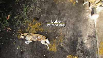 Luke right there,
who was rolling in that pile. - Magic of Disney's Animal Kingdom