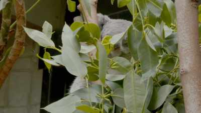 (lullaby playing) - Secrets of the Zoo