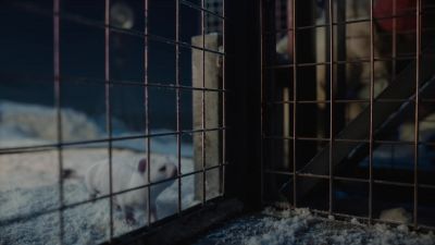 LYRA: Roger... - His Dark Materials