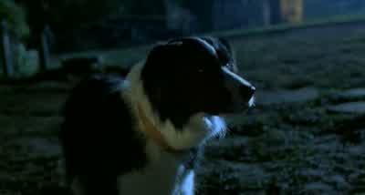 Maa, l simplemente era de prueba para ser un perro ovejero. - Babe