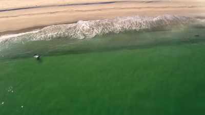 Maar als strandganger
zegt me dat niet echt... - Return of the White Shark