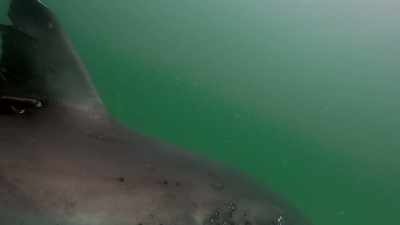 Maar het is inderdaad
een natuurlijk ecosysteem dat terugkomt. - Return of the White Shark