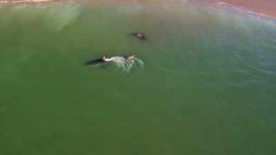 Maar in slechts een halve meter water
is het riskant. - Return of the White Shark