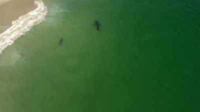 Maar we leren nog steeds veel
van deze interactie. - Return of the White Shark