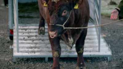 Mac. He says, "l wanna
go back to Thirsk!" - Our Yorkshire Farm