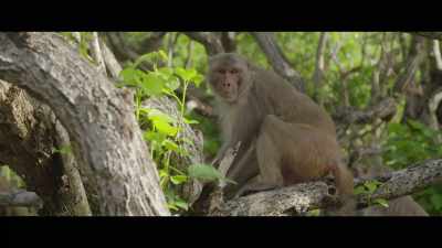 Macaques are the most - The Most Unknown