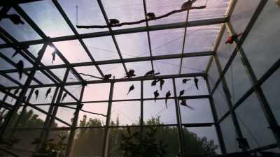 (MACAWS SQUAWKING) - Magic of Disney's Animal Kingdom