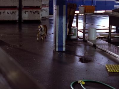 MacGyver FROG - MacGyver