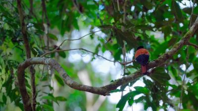 Madagascar's little animals have evolved in weird ways. - Tiny World
