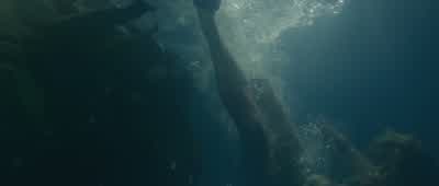 Maddie! - Killer Whale