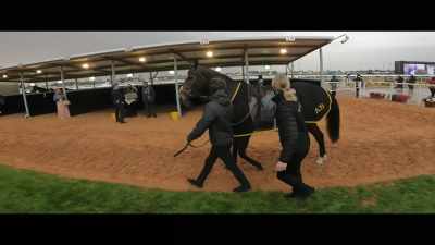 Maddy and Reece were
wonderful with them - Horsepower